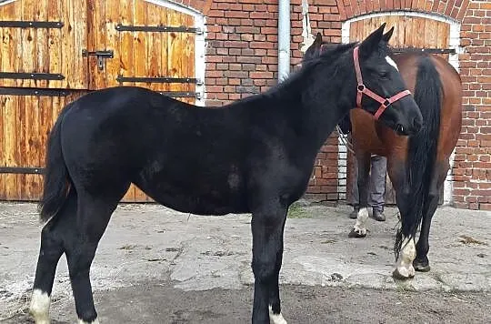 ŹREBAK