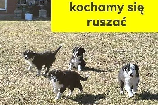 Border Collie Border Family, Świętokrzyskie, Suchedniów