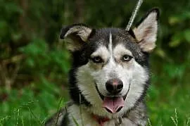 Duśka bardzo przyjacielska sunia w typie siberian husky szuka domu