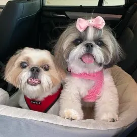 Słodkie szczenięta Shih Tzu szukają kochającego i troskliwego domu.