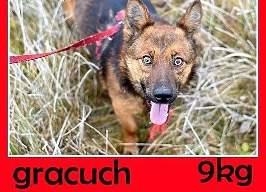 9kg,mały,wesoły,łagodny piesek GRACUCH.Adopcja, m