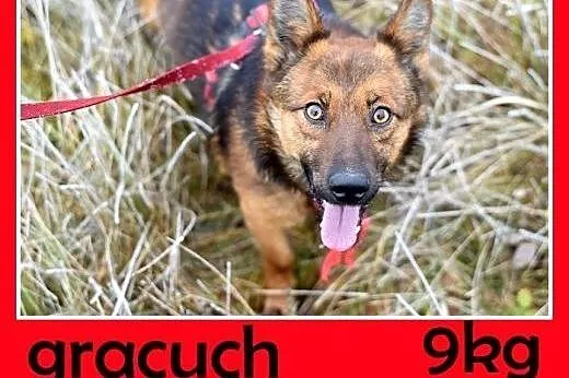 9kg,mały,wesoły,łagodny piesek GRACUCH.Adopcja,  m