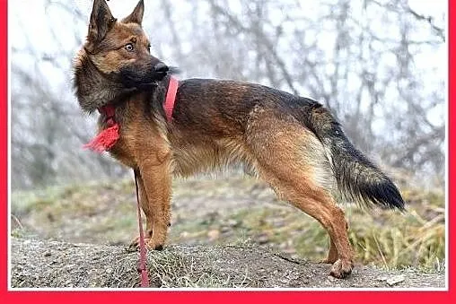 9kg,mały,wesoły,łagodny piesek GRACUCH.Adopcja,  m
