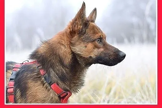 9kg,mały,wesoły,łagodny piesek GRACUCH.Adopcja,  m