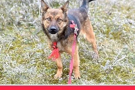 9kg,mały,wesoły,łagodny piesek GRACUCH.Adopcja,  m