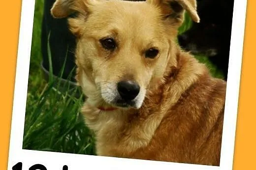Młoda,średnia,przemiła suczka TOLA,łagodna,towarzyska.Adopcja.,  małopolskie Kraków