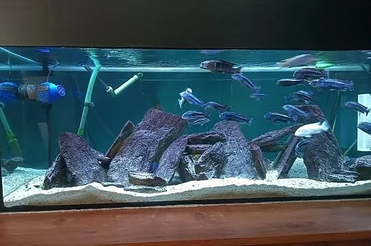 Akwarium 450 litrów z szafką, Pomorskie, Słupsk