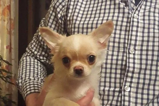 Chihuahua piesek długowłosy, Rumia