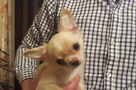 Chihuahua piesek długowłosy, Rumia