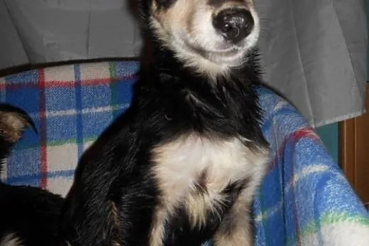 MOCCA- mądry i odważny szczeniak do adopcji,  dolnośląskie Wrocław