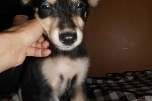 MOCCA- mądry i odważny szczeniak do adopcji,  doln