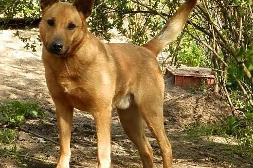 Dobrze wychowany, wesoły i pozbawiony agresji Dino