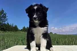 Rasowa suczka - Border Collie z pełną dok.