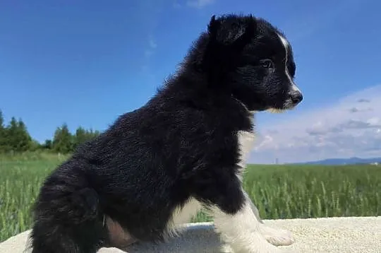 Rasowa suczka - Border Collie z pełną dok., Podkarpackie, Iwonicz