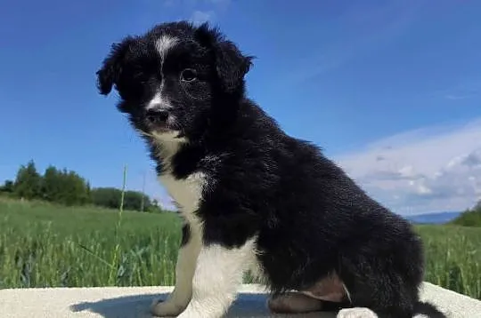 Rasowa suczka - Border Collie z pełną dok., Podkarpackie, Iwonicz