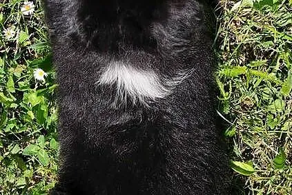 Rasowa suczka - Border Collie z pełną dok., Podkarpackie, Iwonicz