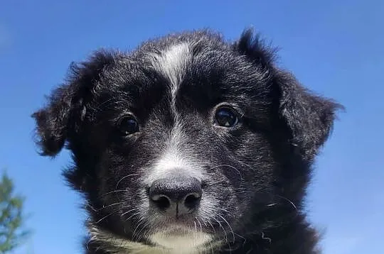 Rasowa suczka - Border Collie z pełną dok., Podkarpackie, Iwonicz