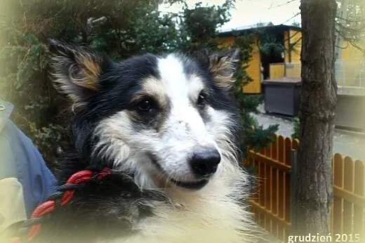 FOKS-malutki,grzeczny,adopcja!!,  śląskie Katowice