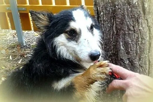 FOKS-malutki,grzeczny,adopcja!!,  śląskie Katowice