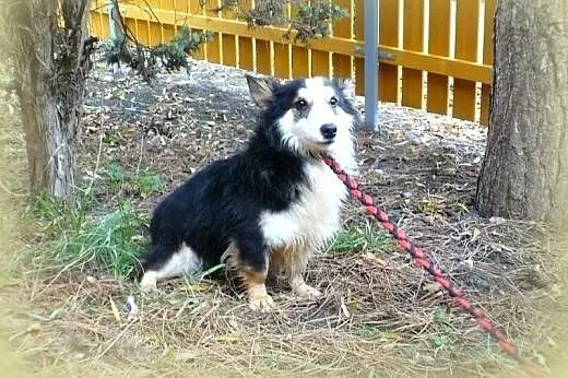 FOKS-malutki,grzeczny,adopcja!!,  śląskie Katowice