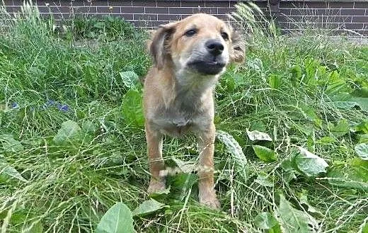 Daisy, szczeniaczek, suczka do adpocji, dolnośląs