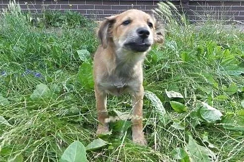 Daisy, szczeniaczek, suczka do adpocji,  dolnośląs