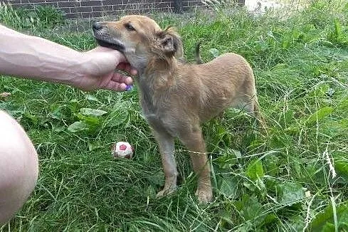 Daisy, szczeniaczek, suczka do adpocji,  dolnośląs