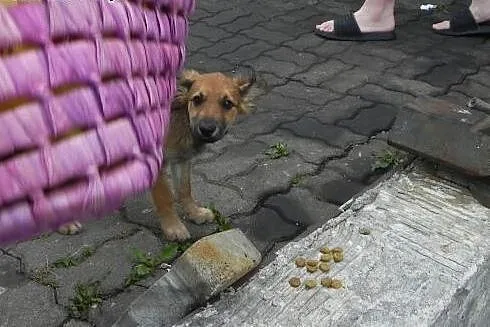 Daisy, szczeniaczek, suczka do adpocji,  dolnośląs