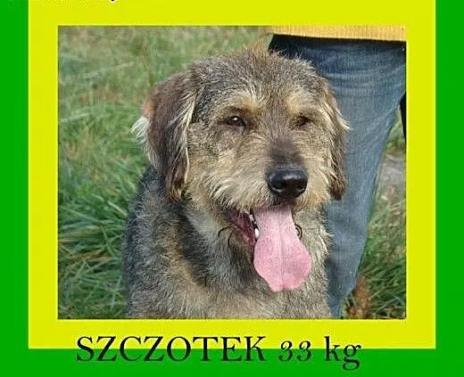 Sznaucer olbrzym mix, 36kg, 2lata, dla aktywnych,