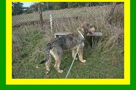 Sznaucer olbrzym mix, 36kg, 2lata, dla aktywnych, 