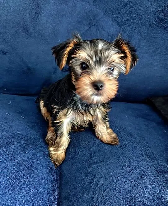 York Terrier szczeniak, Podlaskie, Białystok