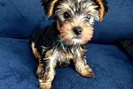 York Terrier szczeniak