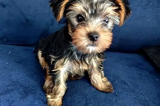 York Terrier szczeniak, Podlaskie, Białystok