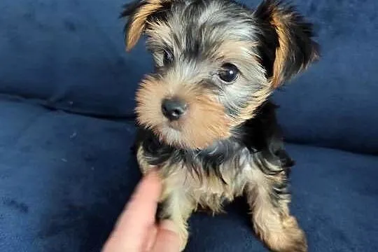 York Terrier szczeniak, Podlaskie, Białystok