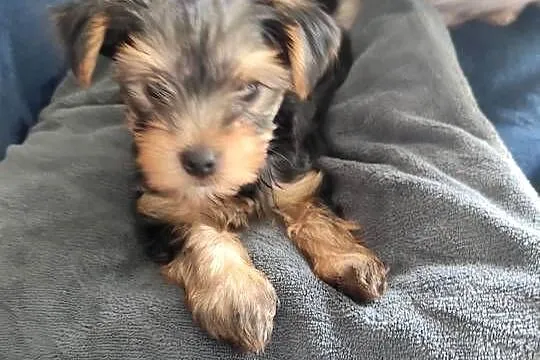 York Terrier szczeniak, Podlaskie, Białystok