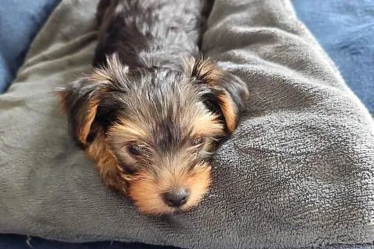 York Terrier szczeniak, Podlaskie, Białystok