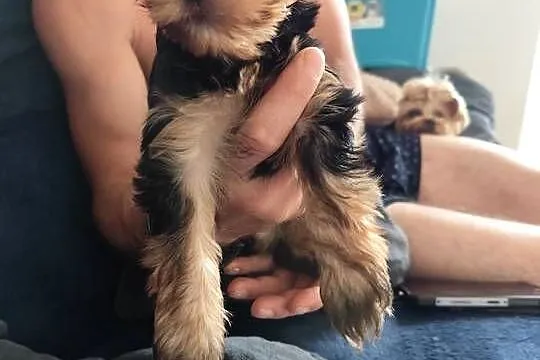 York Terrier szczeniak, Podlaskie, Białystok