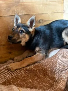 Nala - 3 miesięczna, delikatna sunia SZCZENIAK  Czy naprawdę fakt, że Nala się boi ją dyskwalifikuje, , Warszawa