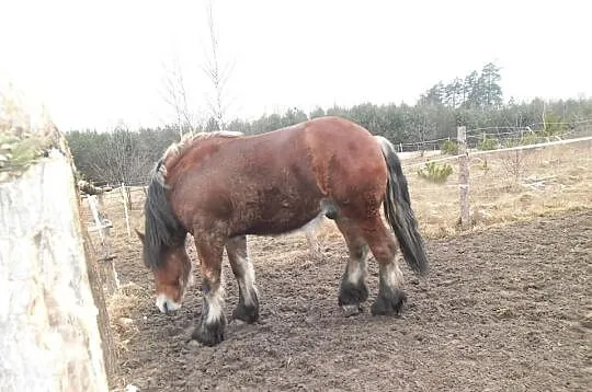 Sprzedam ogierka.