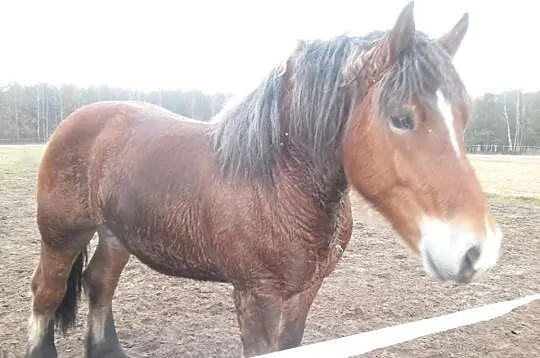 Sprzedam ogierka.
