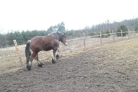 Sprzedam ogierka.