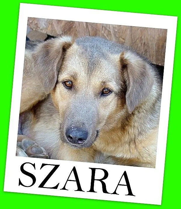 SZARA – młoda,2 letnia suczka,waga 28 kg,spokojna