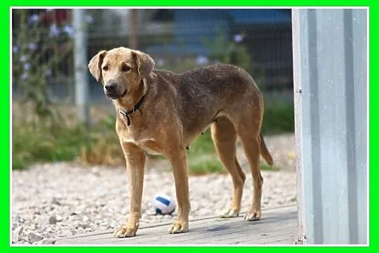 SZARA – młoda,2 letnia suczka,waga 28 kg,spokojna 