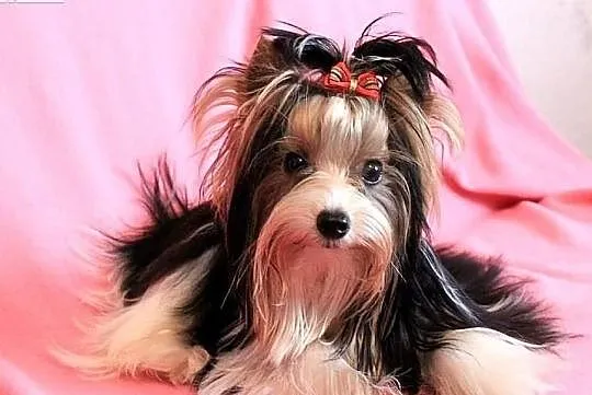 Reproduktor-PACCO z ZKwP/FCI -Biewer Yorkshire Terrier, Śląskie, Orzesze