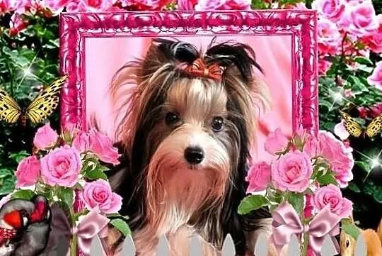 Reproduktor-PACCO z ZKwP/FCI -Biewer Yorkshire Terrier, Śląskie, Orzesze