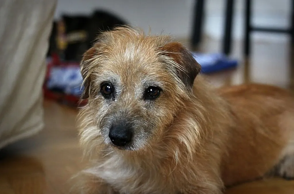 TIMON - zimny nosek, serce czułe, no weź go pokochaj i w ogóle ;), Mazowieckie, Warszawa