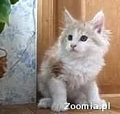 Czuły kocięta na sprzedaż
