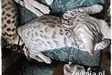 Czuły kocięta na sprzedaż