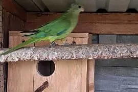 Barabanda