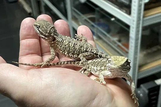 agama karłowat w Gliwicach